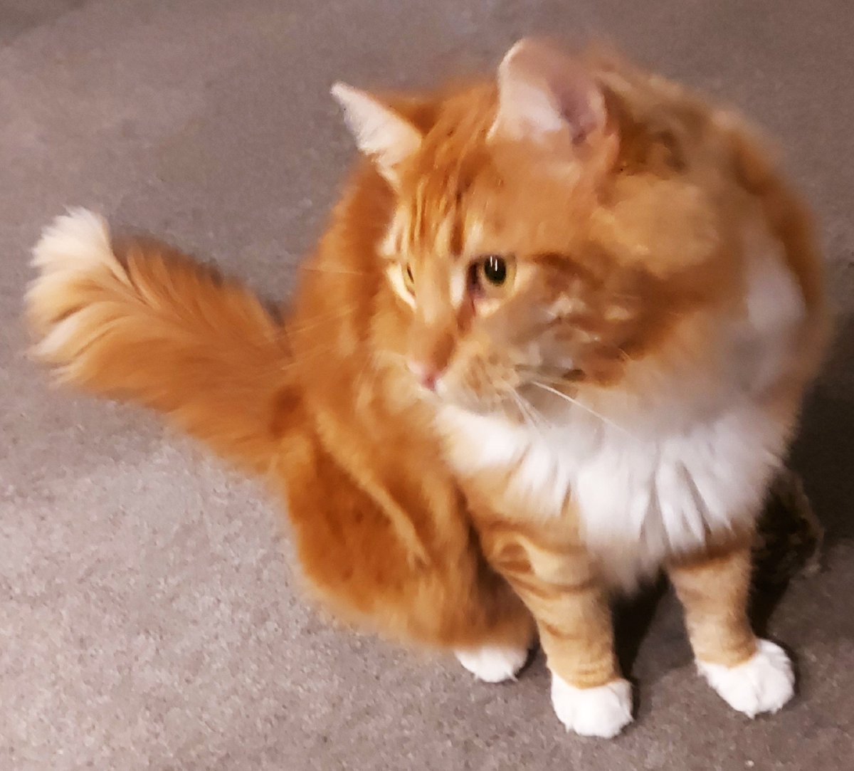 <a href="/PopmasterPigeon/">Popmaster Pigeon</a> The morning stroll back to Breakfast Drac?
Not a bad end to the week for you.
I was lucky enough to get R1 30 and R2 33.
Both Ties and More Stones than in my Garden.
LB in and out today - but he popped in for a quick pitstop. Enjoy the Weekend
#popmaster #popmasterpets