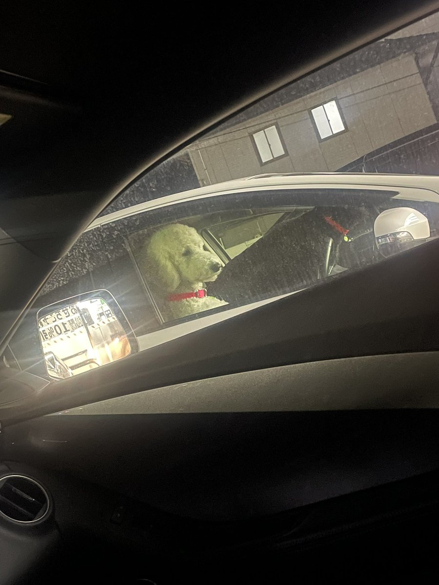 jintan_onair's tweet image. 人間みたいに運転席に座ってる犬いた