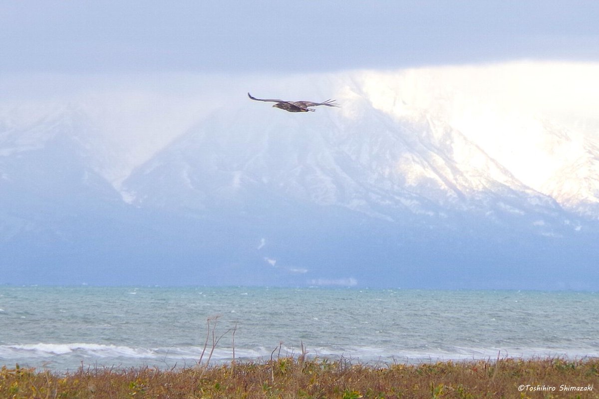 polaris_guides's tweet image. 【ワシが舞う海岸線✨】

今週は雪がチラつく中、海岸線でワシの調査をしていました🍀

連日、強風が吹き荒れる天候で、なかなか寒くて大変な調査でしたが💦この厳しい場所で逞しく生きているワシたちの姿を見ることができました☺

#北海道 #豊富町 #利尻礼文サロベツ国立公園 #オジロワシ #利尻島