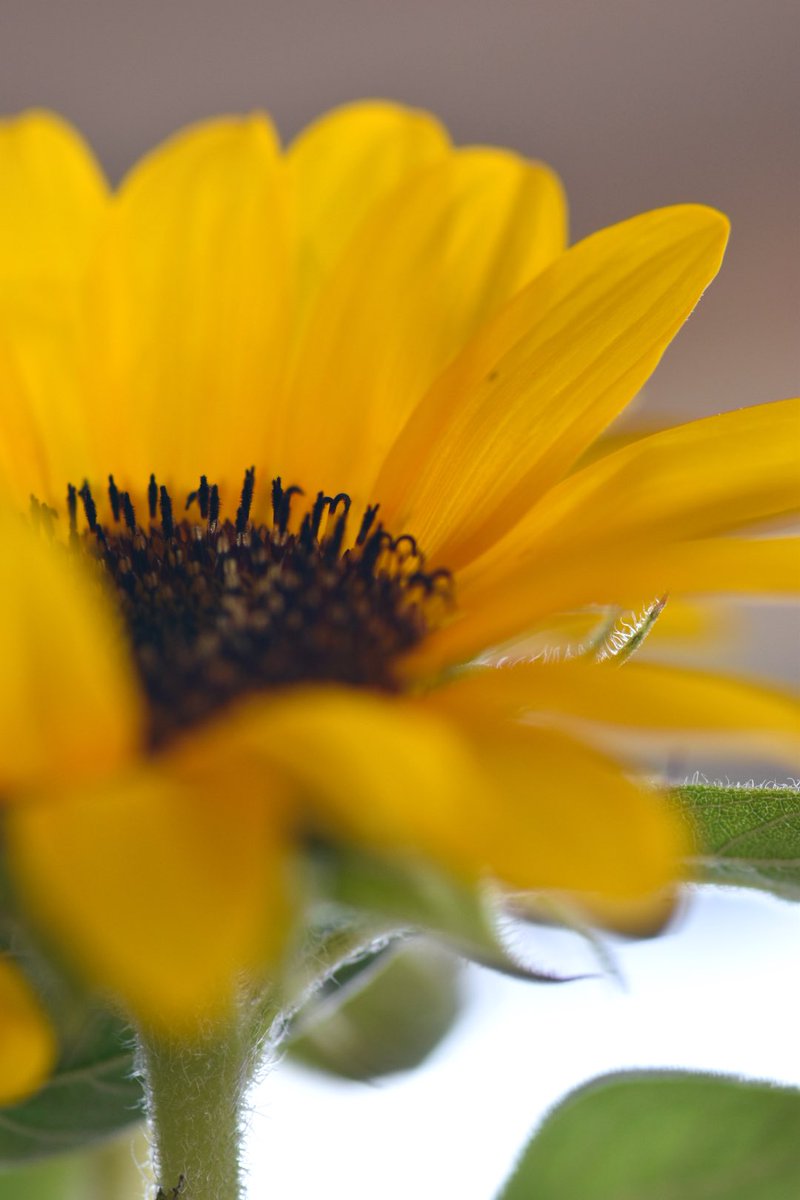 .

捌ききれないほどの

写真を撮るオンナ📸

そしてまた撮り続ける

.

#ヒメヒマワリ
#私とニコンで見た世界 
#明日は終日お休みです