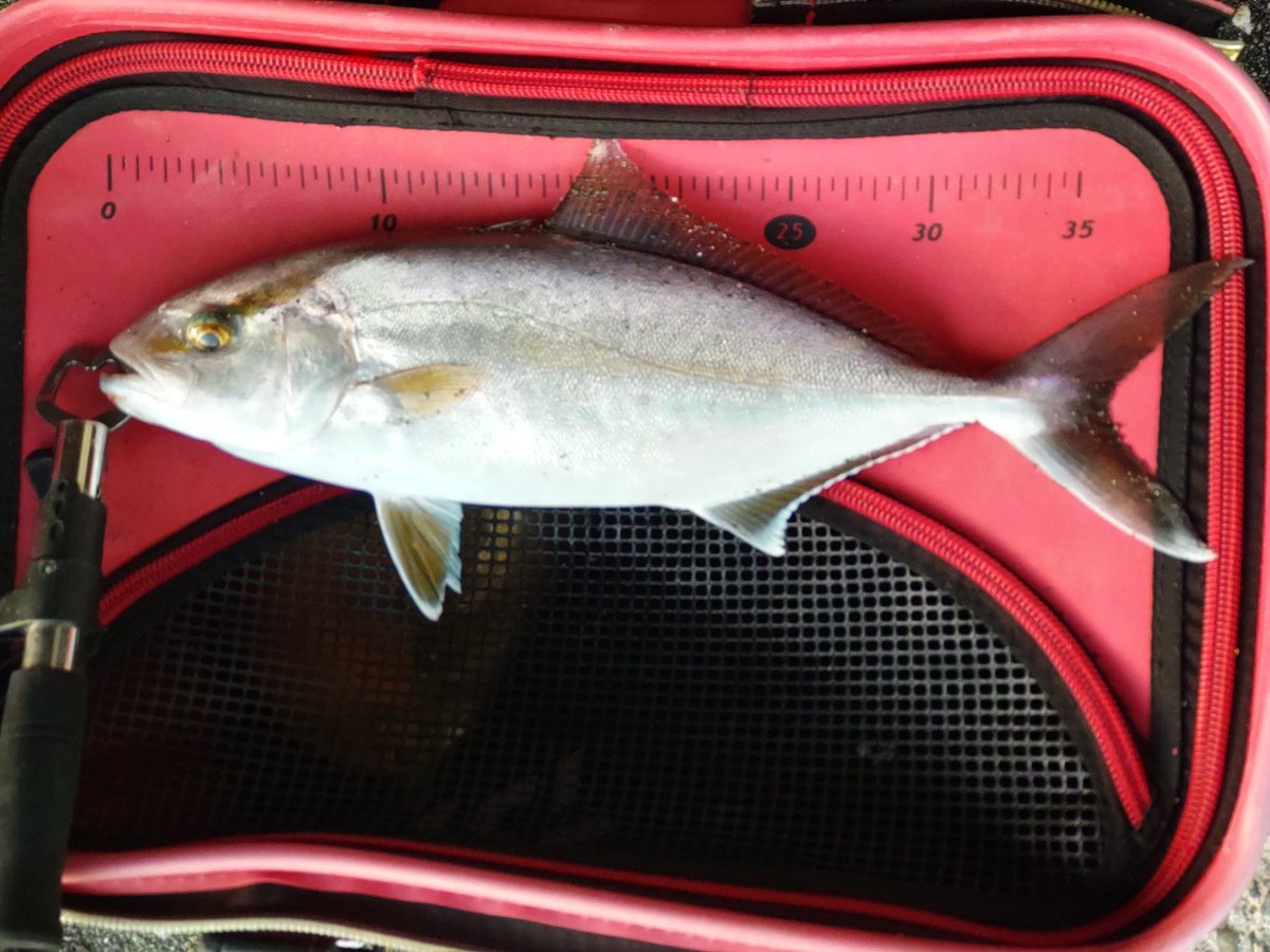 昼食べてから、ショゴ狙いで国府津へ

底から叩き上げても駄目なので、フォールからカウントして水平ジャガ巻きでヒット

デカい青物狙いだと三宅〜八丈航路なので、熱海に居る必要ない…

悩み始めた今日この頃