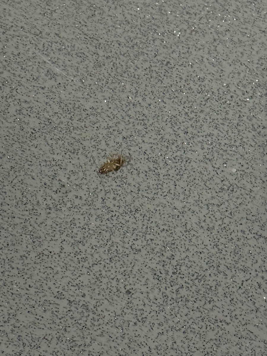 DaRealReel_SCE's tweet photo. @YRTViva WHY IS THERE ROACHES ON THE BUS? 

First time I didn’t post it but this is the SECOND TIME! https://t.co/YbTuZxb61E