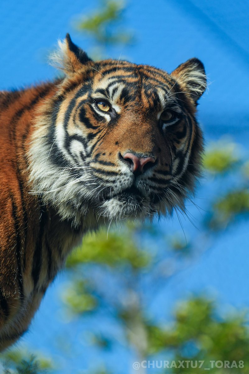 CHURAXTU7_TORA8's tweet image. 🍁秋空にアロナ☀️🌿🐯
📷2025年11月
#東山動植物園　#スマトラトラ