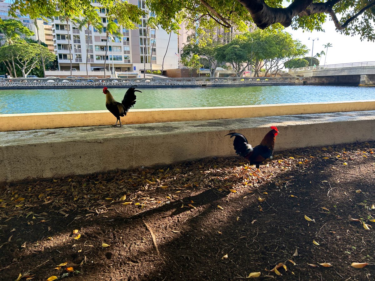 昨日帰国したぞのでした　画像はとにかく良い天気たちと野生のニワトリ！