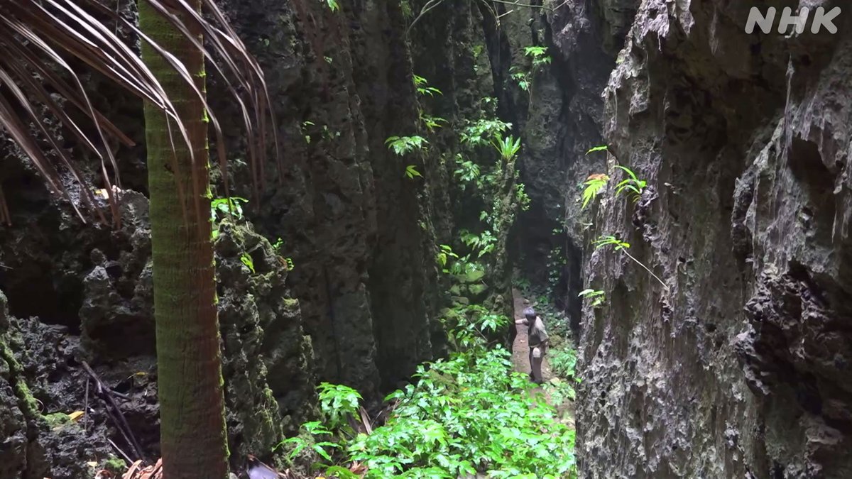 nhk_sciencezero's tweet image. 📺再放送は あす 午前11時〜[Eテレ]
#サイエンスZERO
◤密着！絶海に浮かぶ奇跡の島 南大東島◢

サトウキビ畑の下に広がる巨大な水中洞窟
そこで見つかった未知の生物たちや、
地球の未来を教えてくれる鍾乳石
島の奇跡に迫ります！

／
見逃し配信は
23(日) 夜11:59 まで
＼
web.nhk/tv/an/zero/pl/…