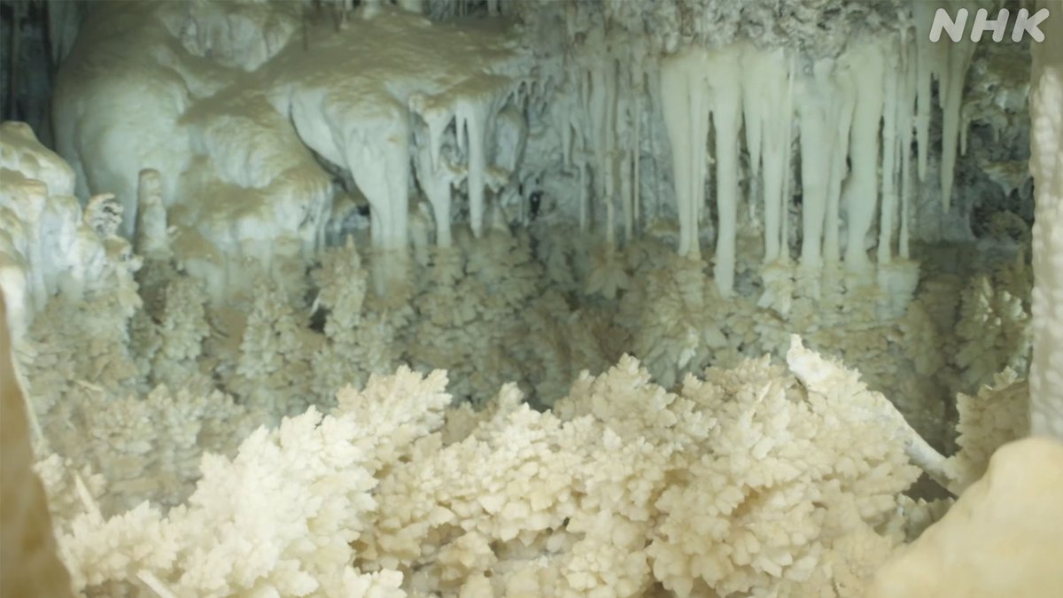 nhk_sciencezero's tweet image. 📺再放送は あす 午前11時〜[Eテレ]
#サイエンスZERO
◤密着！絶海に浮かぶ奇跡の島 南大東島◢

サトウキビ畑の下に広がる巨大な水中洞窟
そこで見つかった未知の生物たちや、
地球の未来を教えてくれる鍾乳石
島の奇跡に迫ります！

／
見逃し配信は
23(日) 夜11:59 まで
＼
web.nhk/tv/an/zero/pl/…