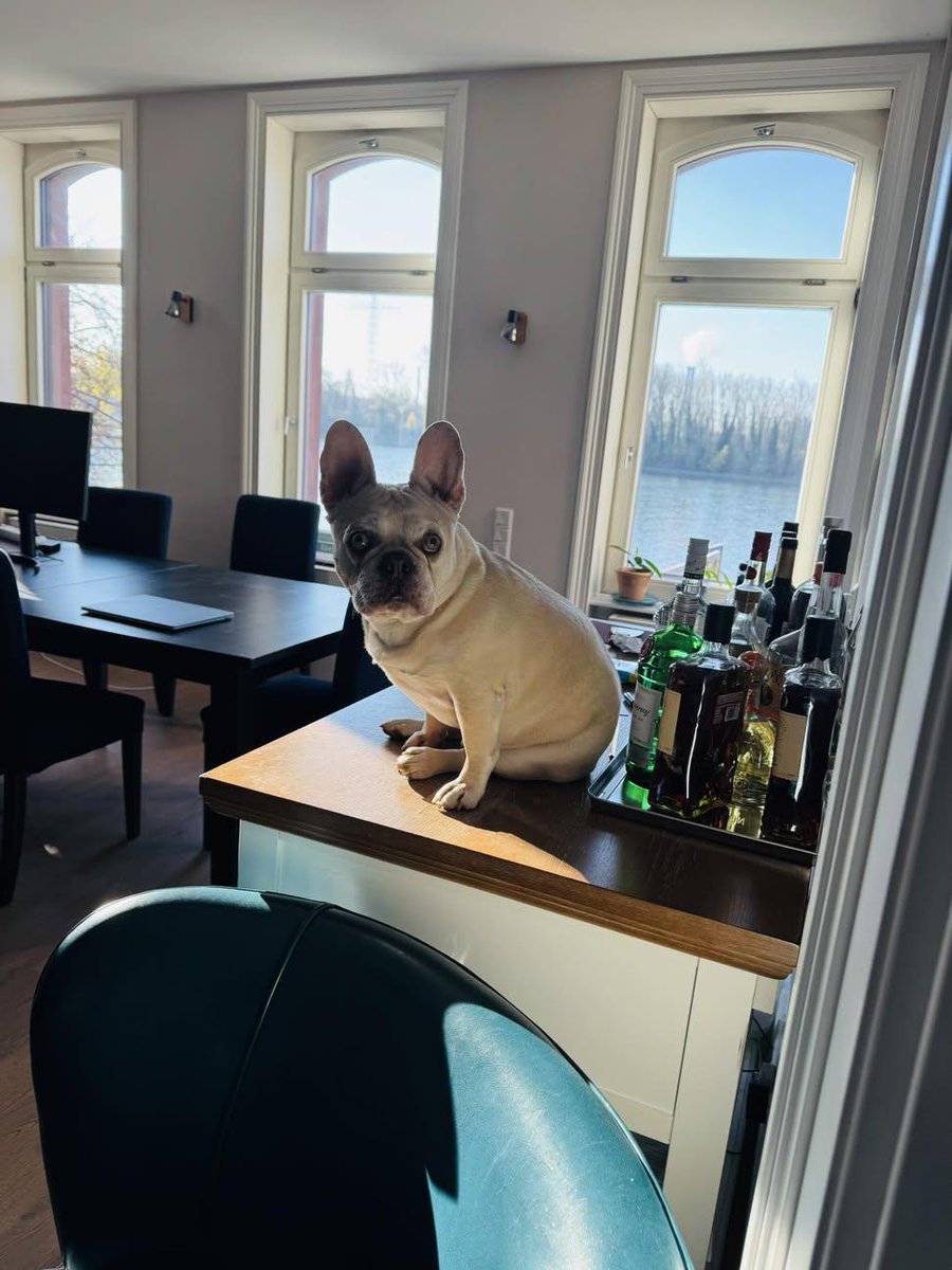 TheFrenchie123's tweet image. CAUGHT Red-pawed! What are you doing up there,Nacho?Makes me wonder what you do when I’m not here. #nacho #frenchie