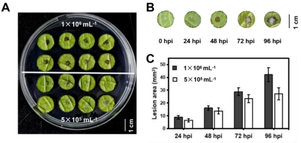 PlantCellRep's tweet image. NEW ONLINE: A VIGS-based leaf disc method reveals ethylene’s crucial role in hydrangea leaf spot resistance link.springer.com/article/10.100…