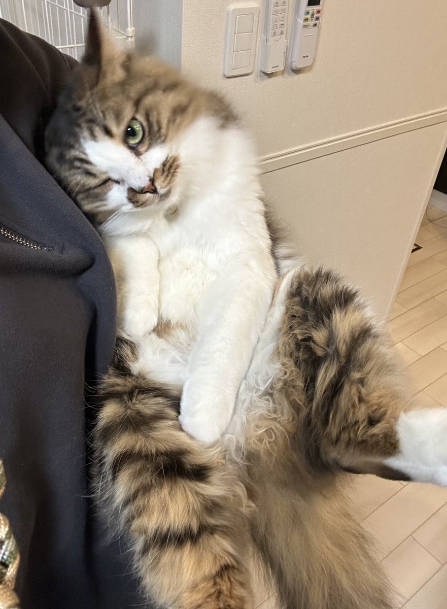 hotanyan's tweet image. 旦那がいないのをいい事にものすごい甘えてくる
上下関係気にしてるらしい