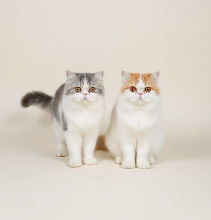 paniaguai's tweet image. Dina and her calming cat duo, Himler and Henry, streaming all the way from Indonesia on Zoom. Book a peaceful session here: forms.gle/bnT7VsrdPXLXrz… #FridayVibes