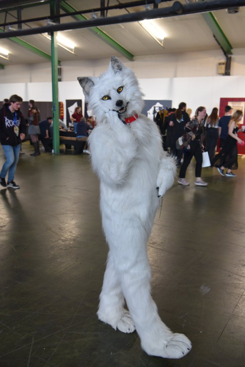 BerkWolf's tweet image. Happy #FursuitFriday in my @witlupus suit

✂️ @CopperSprite
📸 @Kiba_Wolfy
🗓 20.05.2023
🏨 @CongressBasel
🏙 #Basel 🇨🇭
🦊 @FantasyBasel

#FantasyBasel #FantasyBasel2023 #Fursuit #Furry #Wolf #Fantasy #Berk #BerkWolf #Cosplay

Follow my Berk-News (TG):
t.me/Berk_News