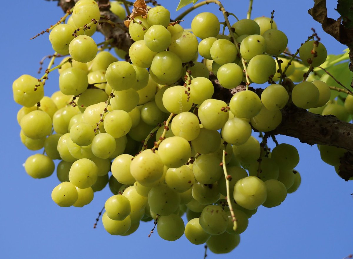 Muthamizh_Arul's tweet image. பருவ மழையின் பரிசளிப்பு 💚