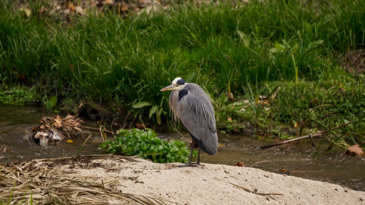 TFCanadas's tweet photo. Lo que se puede ver de paseo por la ribera del Manzanares un día otoñal. Garza real y garceta común. Fotos de ayer https://t.co/VeSg0YepqX