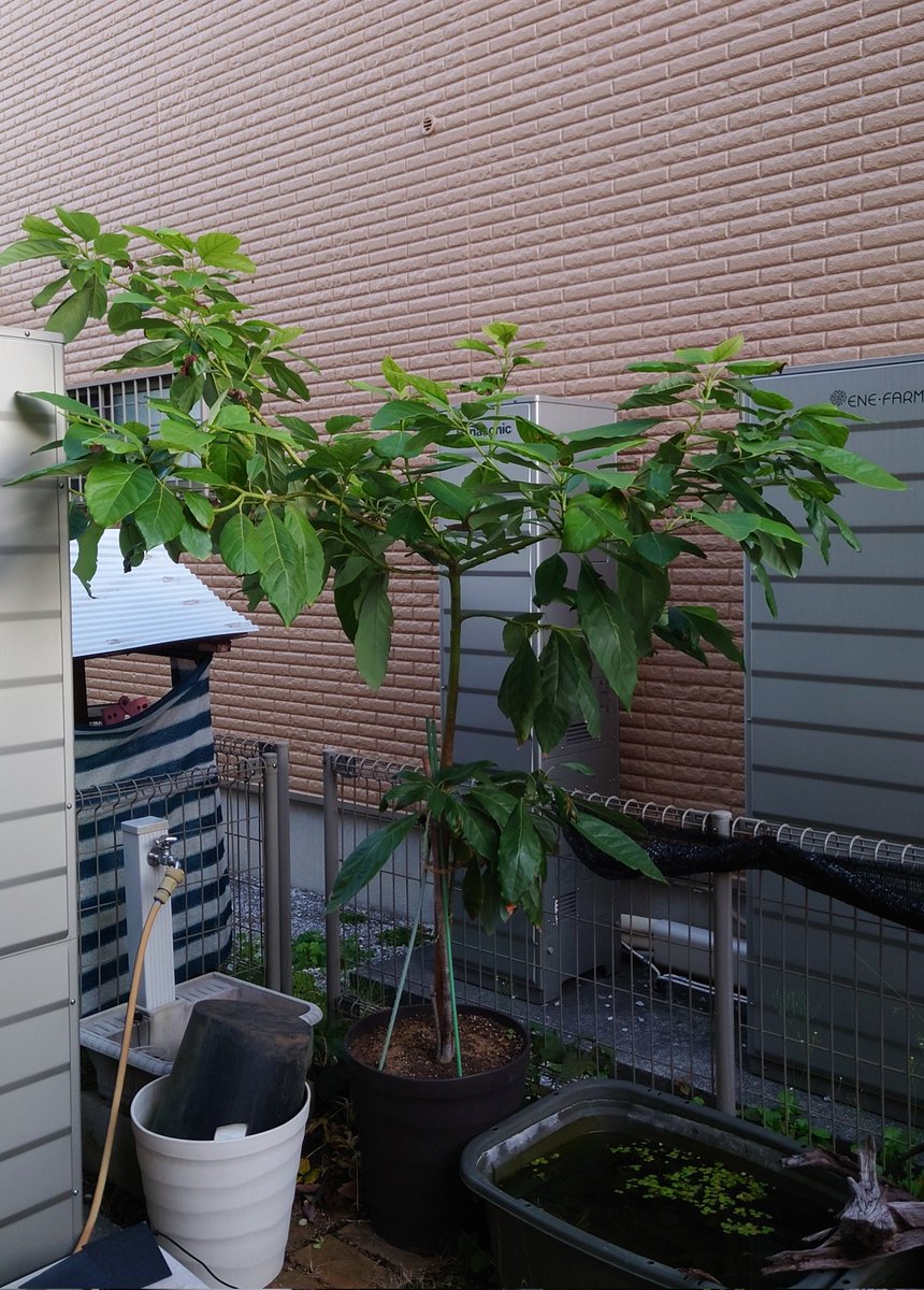 yasu1569's tweet image. 11/21のアボカド