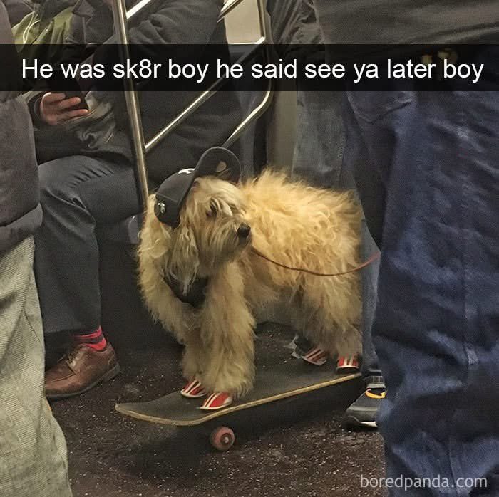 Puppies 🐶 (@puppiesiover) on Twitter photo 