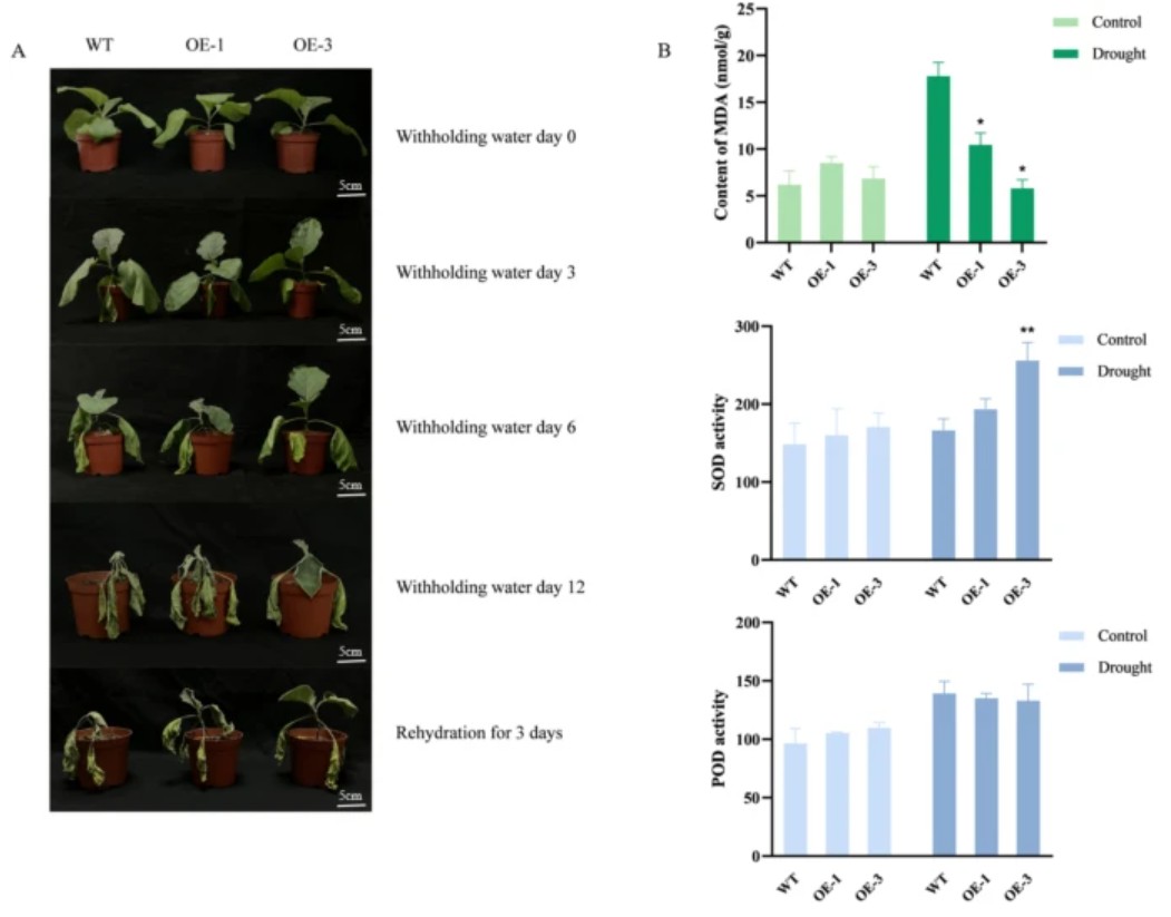 PlantCellRep's tweet image. NEW ONLINE: Transcription factor SmMYC2 regulates secondary cell wall thickening to enhance drought resilience in eggplant link.springer.com/article/10.100…