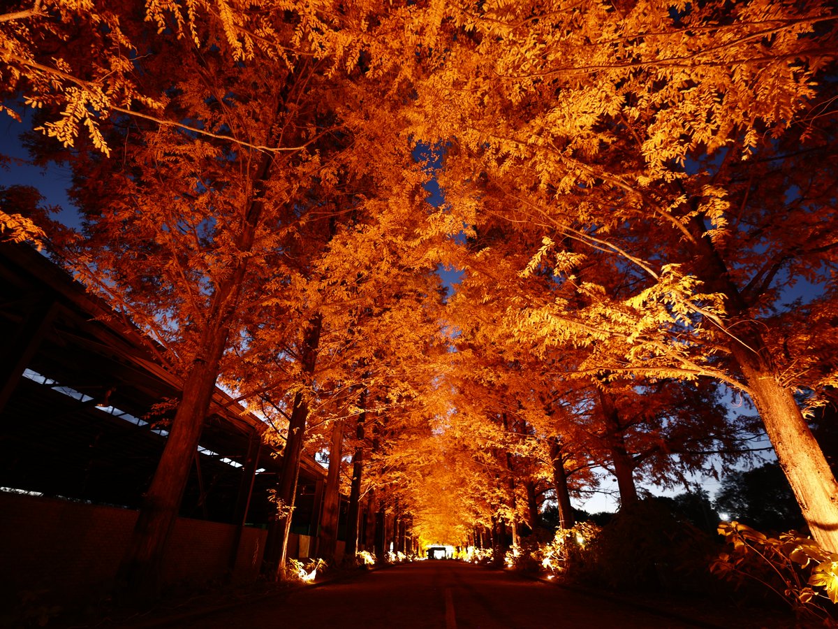 chibimaphoto's tweet photo. 栃木県野木町
#野木町煉瓦窯
#野木ホフマン館

メタセコイア並木道の紅葉が見頃✨
12月7日まで日没から18時まで
ライトアップ開催中💡
22日と23日は20時まで点灯時間延長です🌟

2025年11月18日📸 https://t.co/39kZDUbrxq