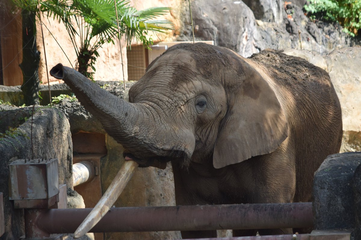 KameNrw's tweet image. ベン、安らかに･･･
7トン超えの立派な巨体と牙が特徴で、見た目に反して穏やかな性格だったと聞きます。
サバンナゾウという存在をそのまま表したかのような出で立ちでした。
ご冥福をお祈りいたします･･･
＃八木山動物公園　＃サバンナゾウ