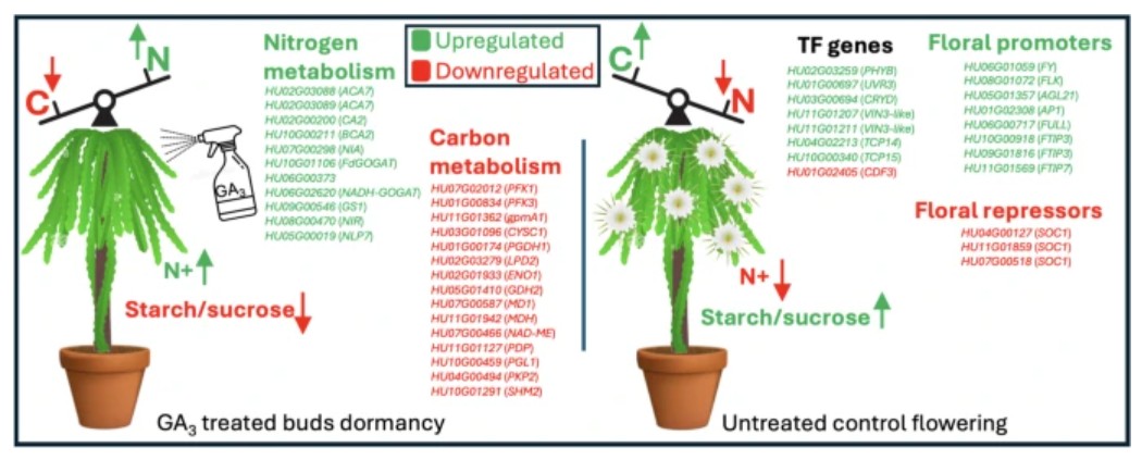 PlantCellRep's tweet image. NEW ONLINE: Transcriptomic insights into gibberellin-3-mediated regulation of bud dormancy and metabolic transition in pitaya (Hylocereus polyrhizus) link.springer.com/article/10.100…