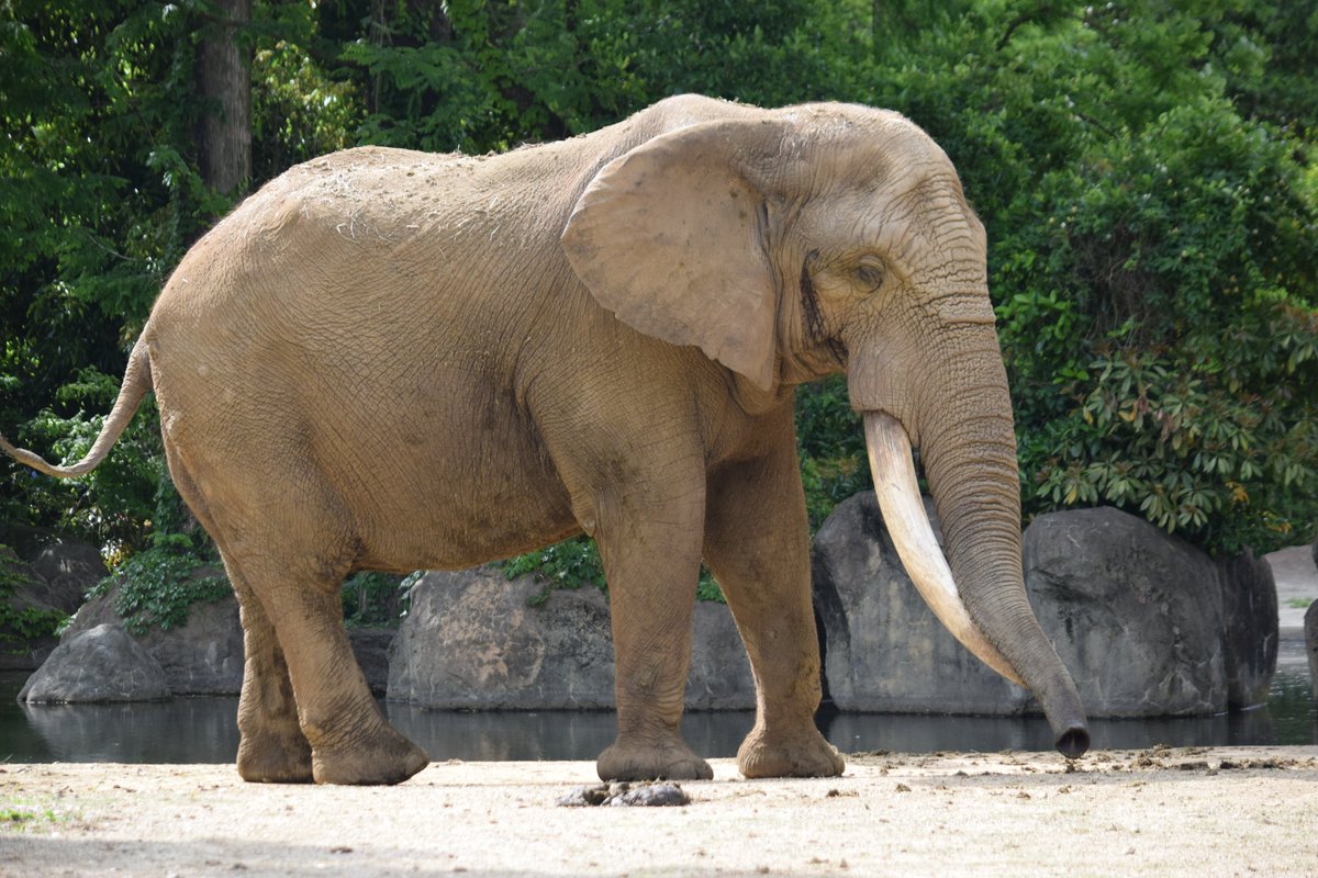 KameNrw's tweet image. ベン、安らかに･･･
7トン超えの立派な巨体と牙が特徴で、見た目に反して穏やかな性格だったと聞きます。
サバンナゾウという存在をそのまま表したかのような出で立ちでした。
ご冥福をお祈りいたします･･･
＃八木山動物公園　＃サバンナゾウ