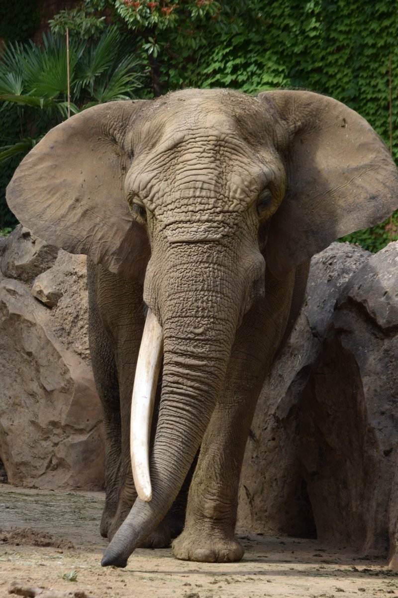 KameNrw's tweet image. ベン、安らかに･･･
7トン超えの立派な巨体と牙が特徴で、見た目に反して穏やかな性格だったと聞きます。
サバンナゾウという存在をそのまま表したかのような出で立ちでした。
ご冥福をお祈りいたします･･･
＃八木山動物公園　＃サバンナゾウ