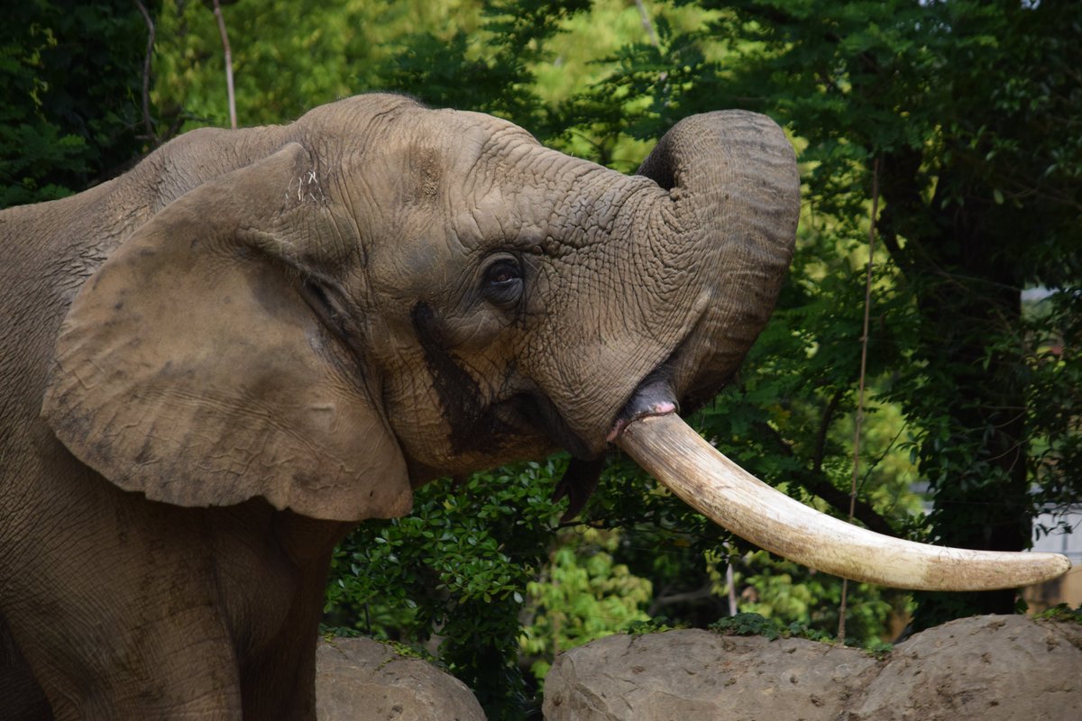 KameNrw's tweet image. ベン、安らかに･･･
7トン超えの立派な巨体と牙が特徴で、見た目に反して穏やかな性格だったと聞きます。
サバンナゾウという存在をそのまま表したかのような出で立ちでした。
ご冥福をお祈りいたします･･･
＃八木山動物公園　＃サバンナゾウ