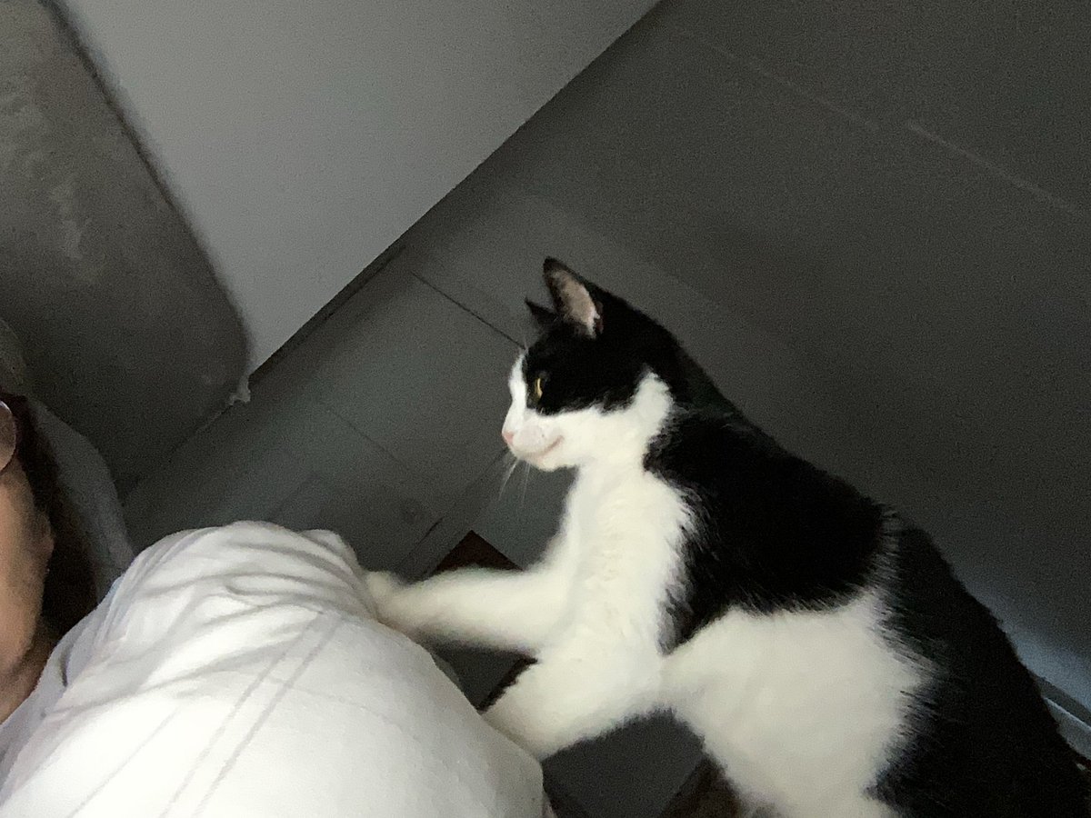 ItsmeTheBooboo1's tweet image. It’s mummys birfdays todays. I woke her ups wiv biscuits but really needed my brekkerfasts AND I waited to doos my 💩dis mornings for her. (I normally doos its in der evenings or in der nighttimes). We kitties are sooooo goods 😽🐾🙄❤️#hedgewatch