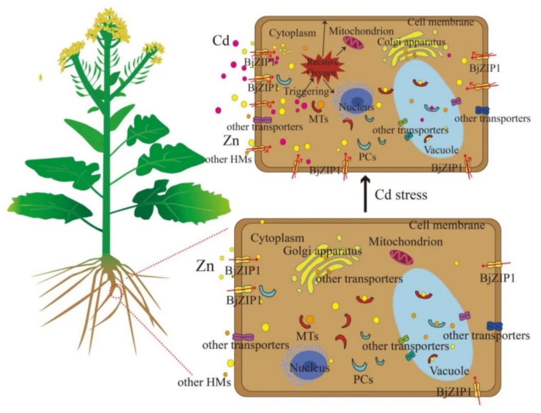 PlantCellRep's tweet image. NEW ONLINE: BjZIP1, a plasma membrane-localized transporter, mediates cadmium and zinc uptake in Brassica juncea link.springer.com/article/10.100…