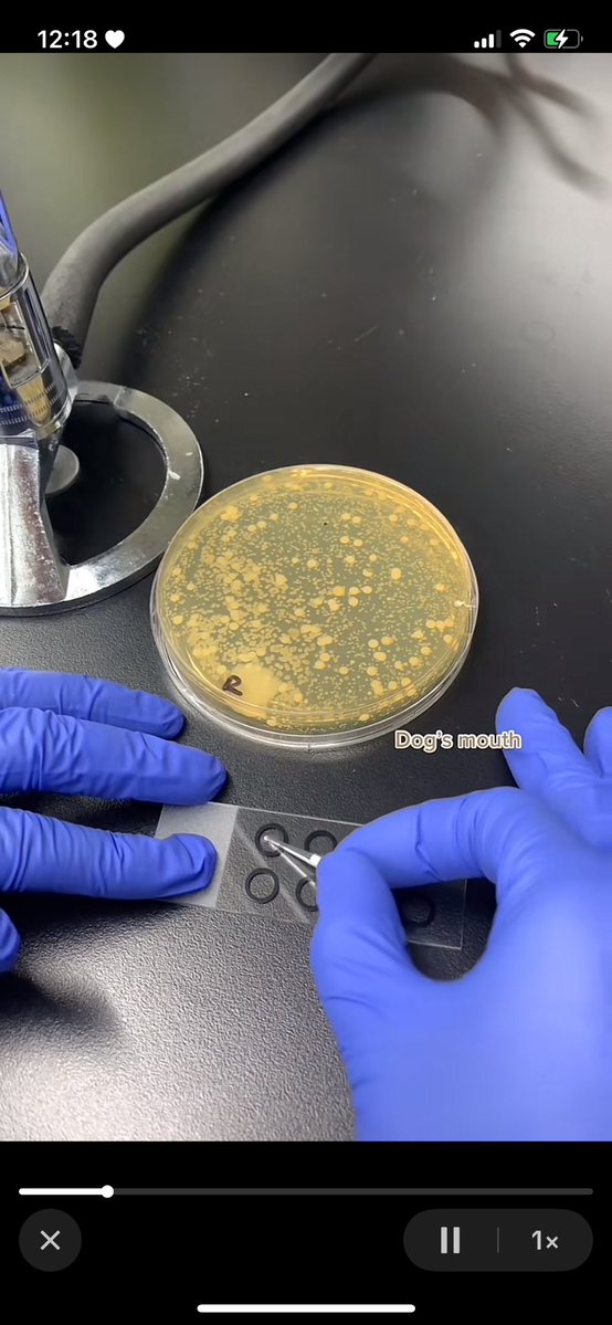 spiderspookie's tweet image. begging ppl to look up how much bacteria is in a dog’s tongue