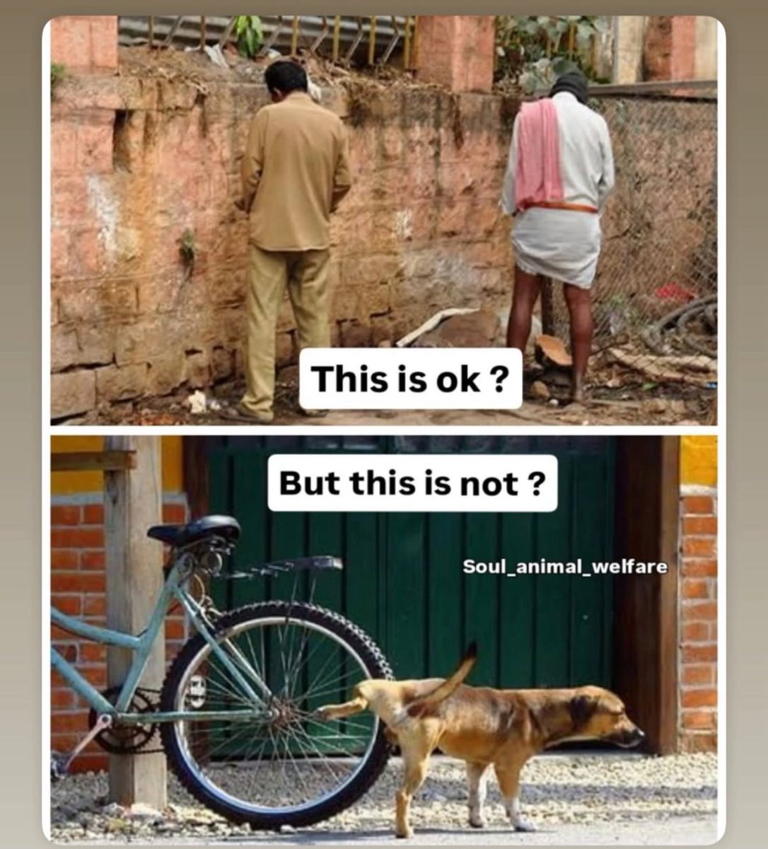 DBisht11's tweet photo. Civilised countries manage roaming animals not because they love animals less, but because they have the infrastructure—proper shelters, enforcement, funding, and trained staff.
In India, the issue isn’t compassion. The real problem is the lack of proper animal shelters, weak municipal systems, no long-term rehabilitation plans, and almost zero accountability.
We end up fighting each other instead of questioning the root issues:
• No dedicated, functional shelters
• No large-scale sterilisation programs
• No trained staff to handle or rehabilitate animals
In the absence of proper systems and knowledge, we just keep blaming each other.
Until these structures exist, both people and animals will continue to suffer.
True compassion means protecting human lives and ensuring animals aren’t abandoned, crushed, or treated cruelly because of a failed system.
They too deserve kindness. They too are part of this earth. 
 #SaveHumanity #saveEarth #SaveAnimals #BeKind