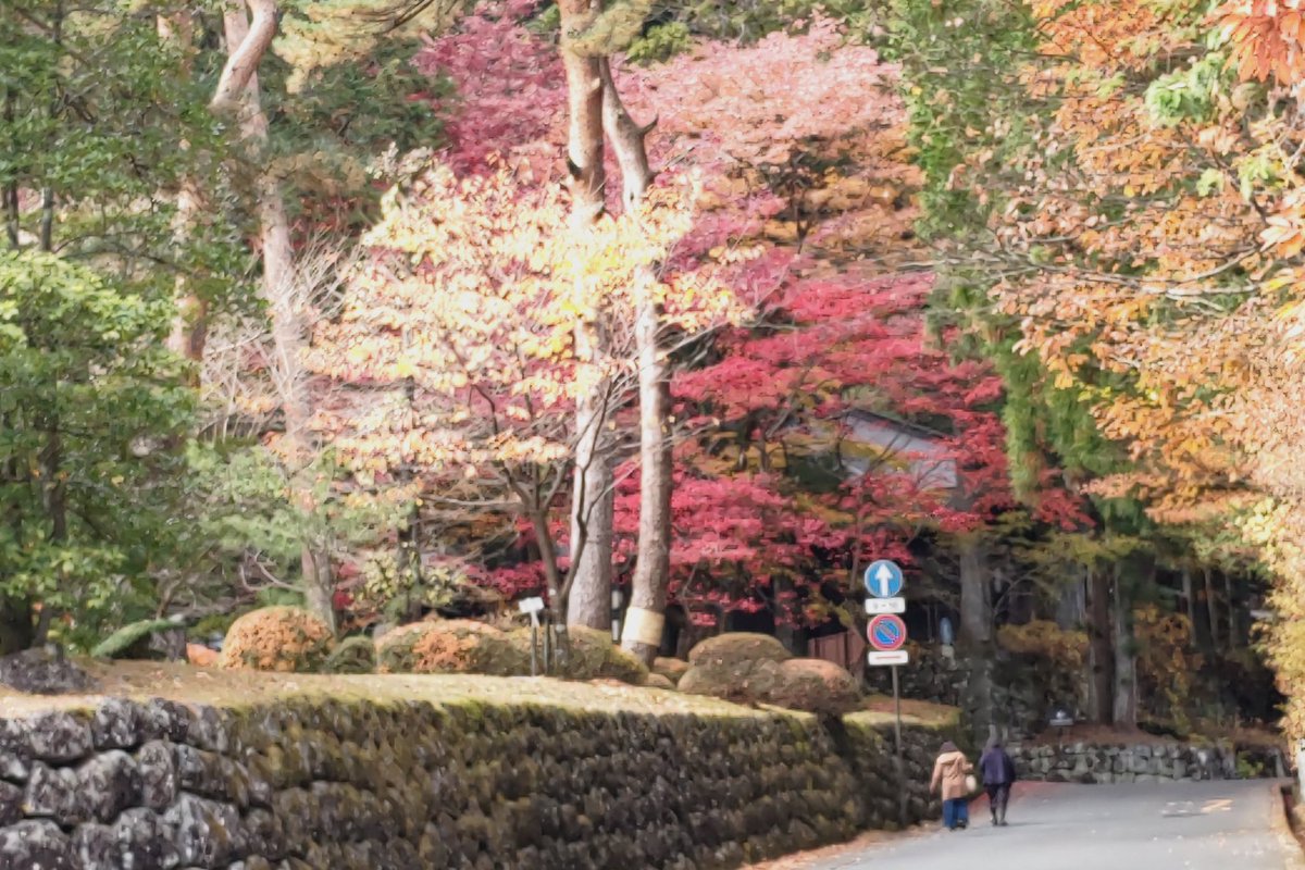 ich49328057's tweet photo. 久しぶりにお出かけ
いっぱい階段あったけど
紅葉がきれいで
癒された https://t.co/SdTbRlLdhA