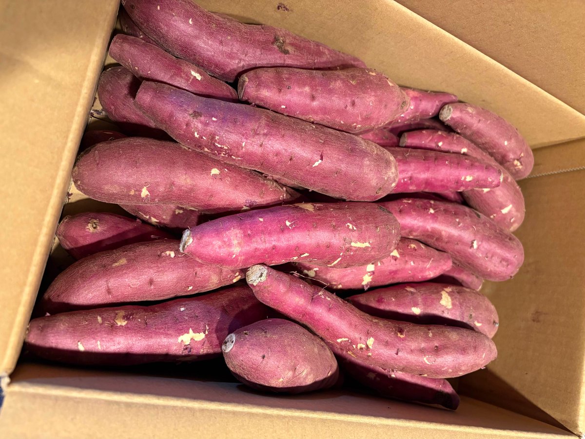 TaskClearAssist's tweet image. 📅 日曜恒例「ゆるオフタイム」☕
AIや効率化はおやすみ、好きなものをゆるっと紹介☺️

さつまいも
「紅はるか」🍠✨

焼き芋にするとしっとり濃厚😍
スイーツみたいに甘くておやつにもぴったりなんです♪

つい箱買いしちゃう私のお気に入りです😉
#ゆるオフタイム #さつまいも #紅はるか #秋の味覚