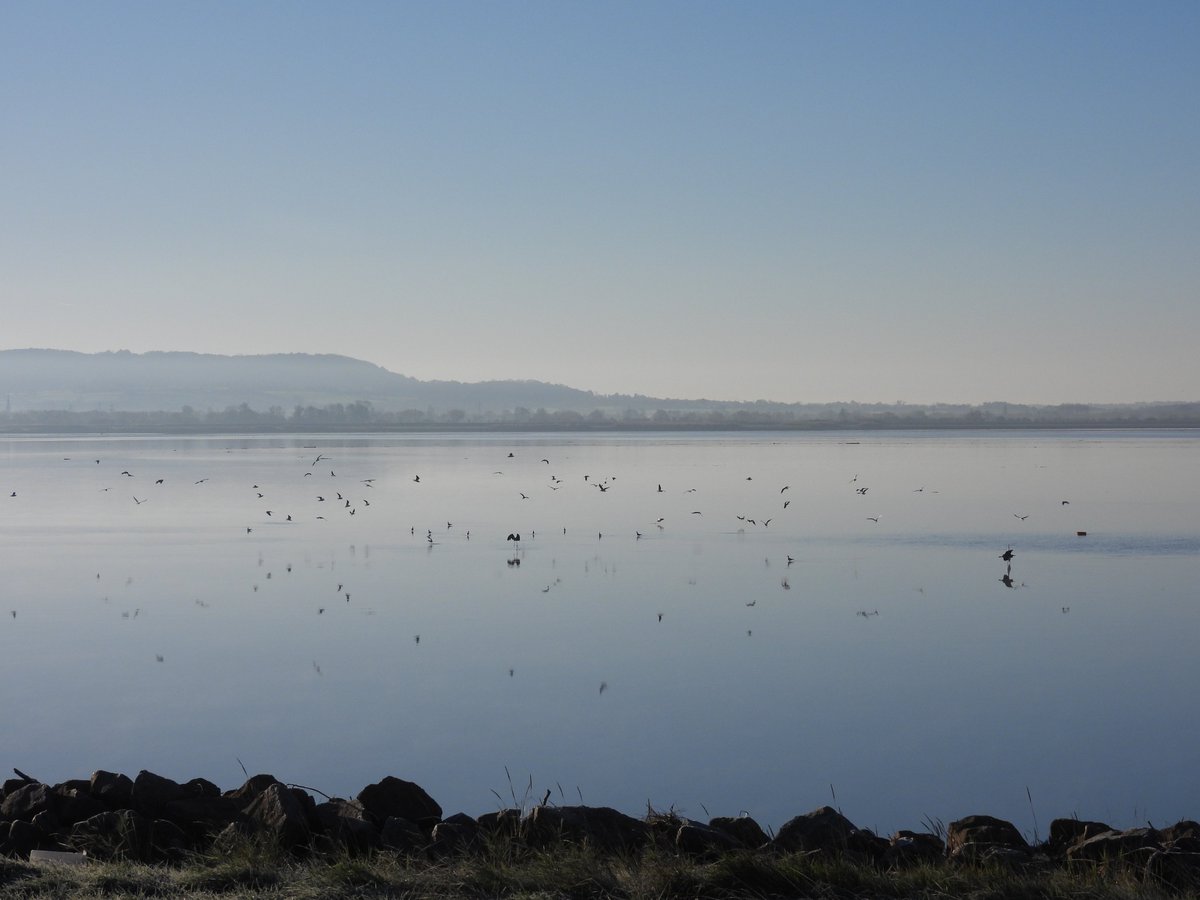Saul Warth dawn visit for HT, hard frost, DB Brent still then flew to the Noose, 30 Curlews, 3 Snipe, 2 Redshanks, 1 Common Sand, 2 Little Egrets, 23 Skylarks flew N, 2 Fieldfares, 1 Chiffchaff, 2 Stonechats, 6 Reed Buntings. 10 Cattle Egrets opp Dunstalls Farm at 10am #GlosBirds