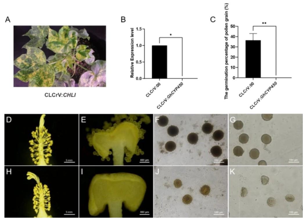 PlantCellRep's tweet image. NEW ONLINE: Key genes and molecular mechanisms responsible for male sterility revealed by transcriptome analysis in cotton link.springer.com/article/10.100…