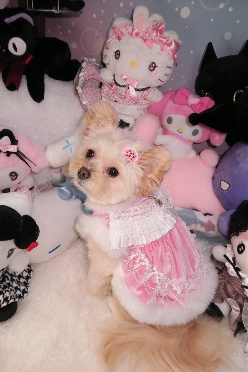 ポメプーのメイちゃん (@may0912may) / Posts / X