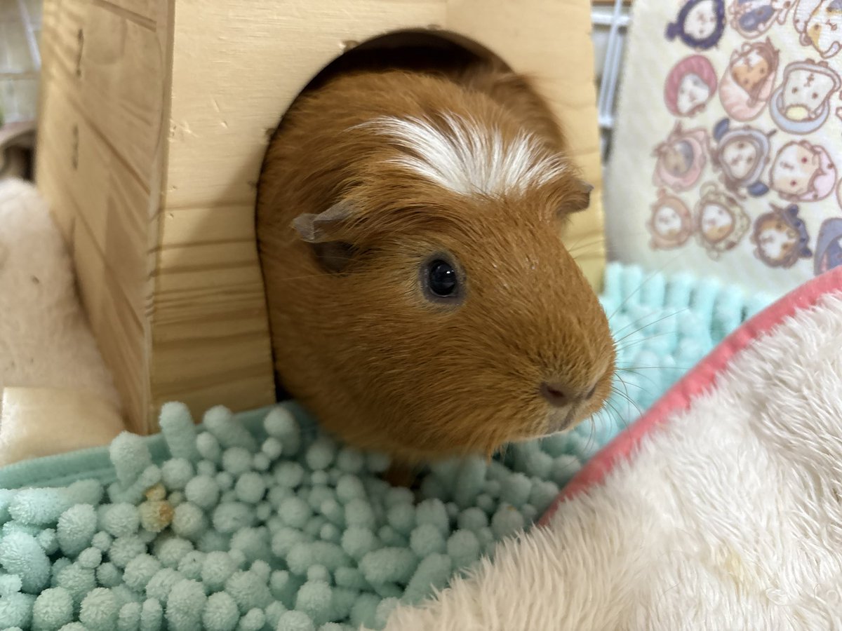 🎀くれぴ (✿´꒳` )

かいぬちー
いやしぱわーおくるわねー