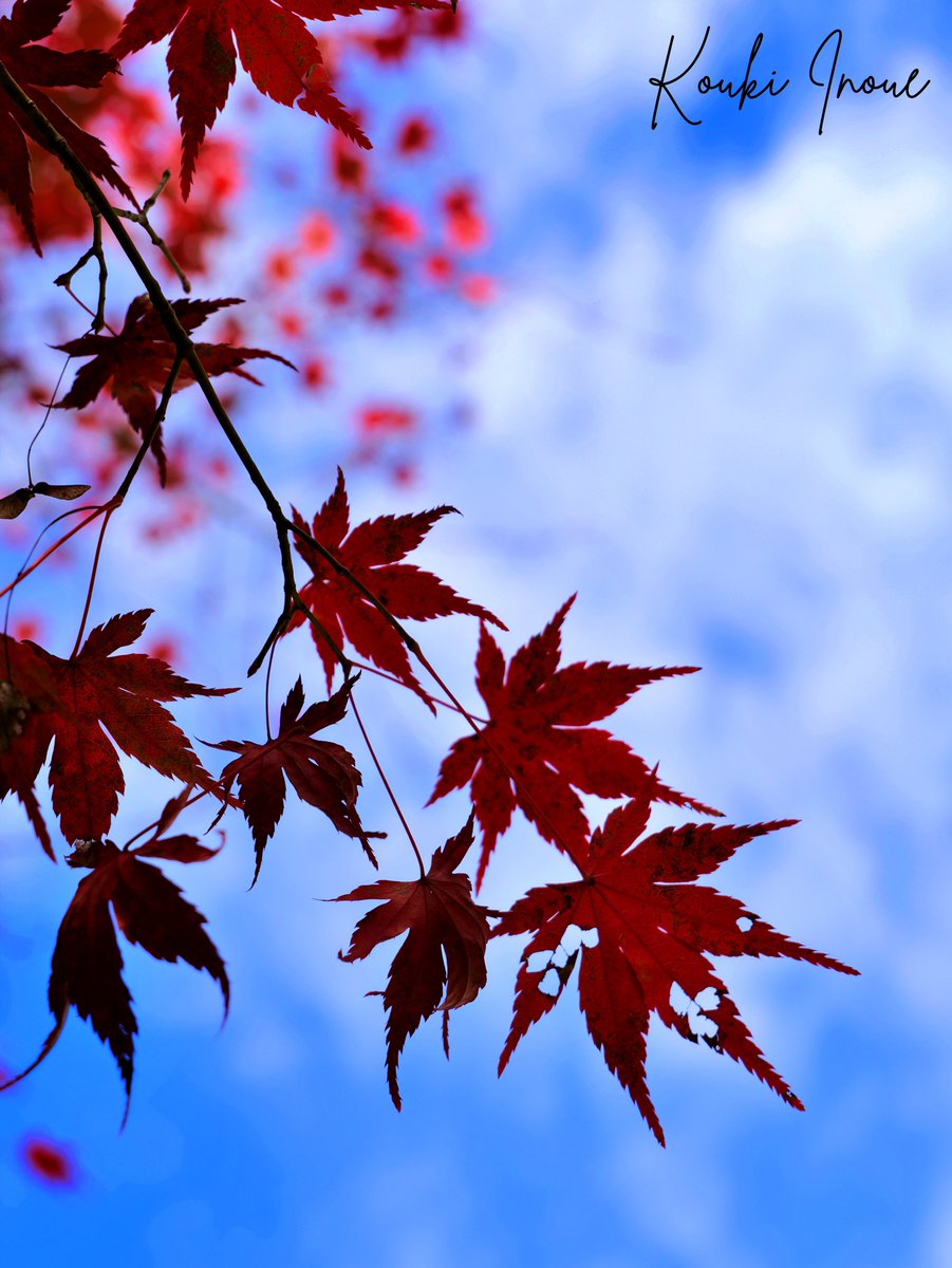 Kouki_Inoue0411's tweet photo. 両足寺📸

#両足寺 #紅葉 #写真 https://t.co/plgBOPZpWF