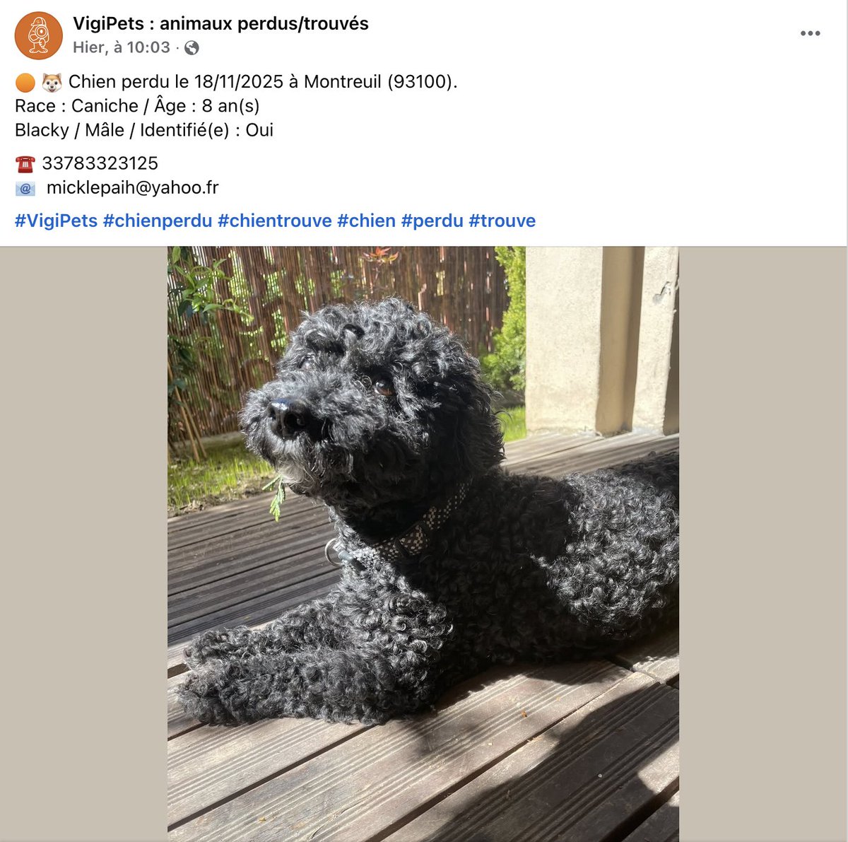 philomene251's tweet image. WANTED! CHien perdu, Blacky a disparu de la Boissière à #montreuil… si vous l'apercevez #PetAlert #chienPerdu