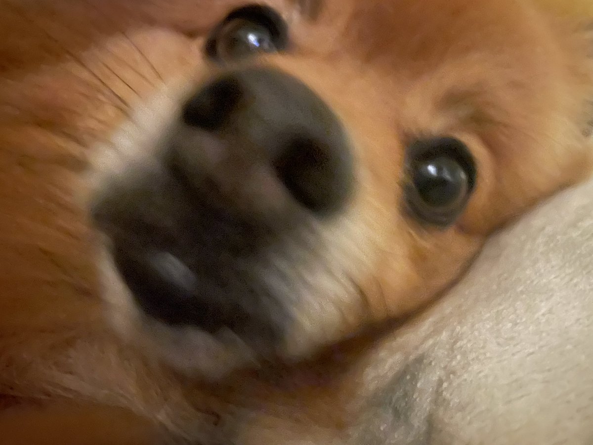 suzuki_kinketu's tweet image. 犬のでかい顔置いときます