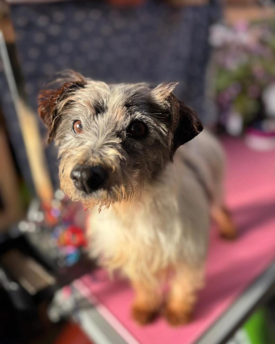 CraicAddict89's tweet image. Today’s dog of the day is Winnie she’s in molly moos rescue centre mollymooswestierescue@gmail.com 
She’s an older lady at 10yrs old &amp;amp; arrived to the rescue stinking of wee &amp;amp; with all her teeth rotting. They’ve since been removed. She’s so gentle