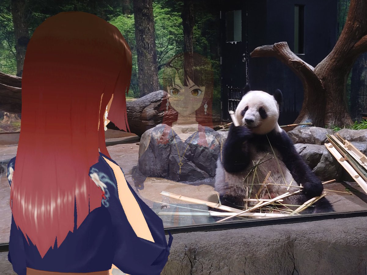 上野のパンダ返還はかなり前から来年と聞いていたので最近の報道に驚きはしませんが本当に居なくなっちゃうんだなと

見れる時に見に行ってあげて下さい