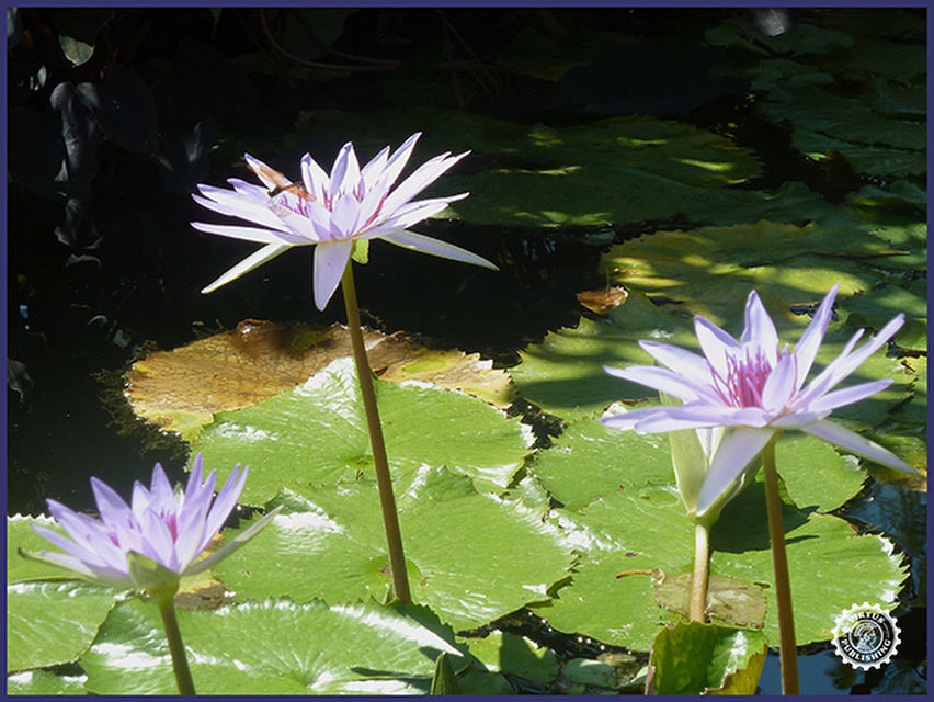 VirtusPubl81307's tweet image. 📘Language Tip: “Few” versus “A few” Plus Less than What?
✔“Few employees will report today” = not many
✔“A few employees will report today” = about three
Ending a sentence with “less”? Always clarify!
👉Read virtuspublishing.com/few-versus-a-f…
#VirtusPublishing #LanguageTips #GrammarHelp