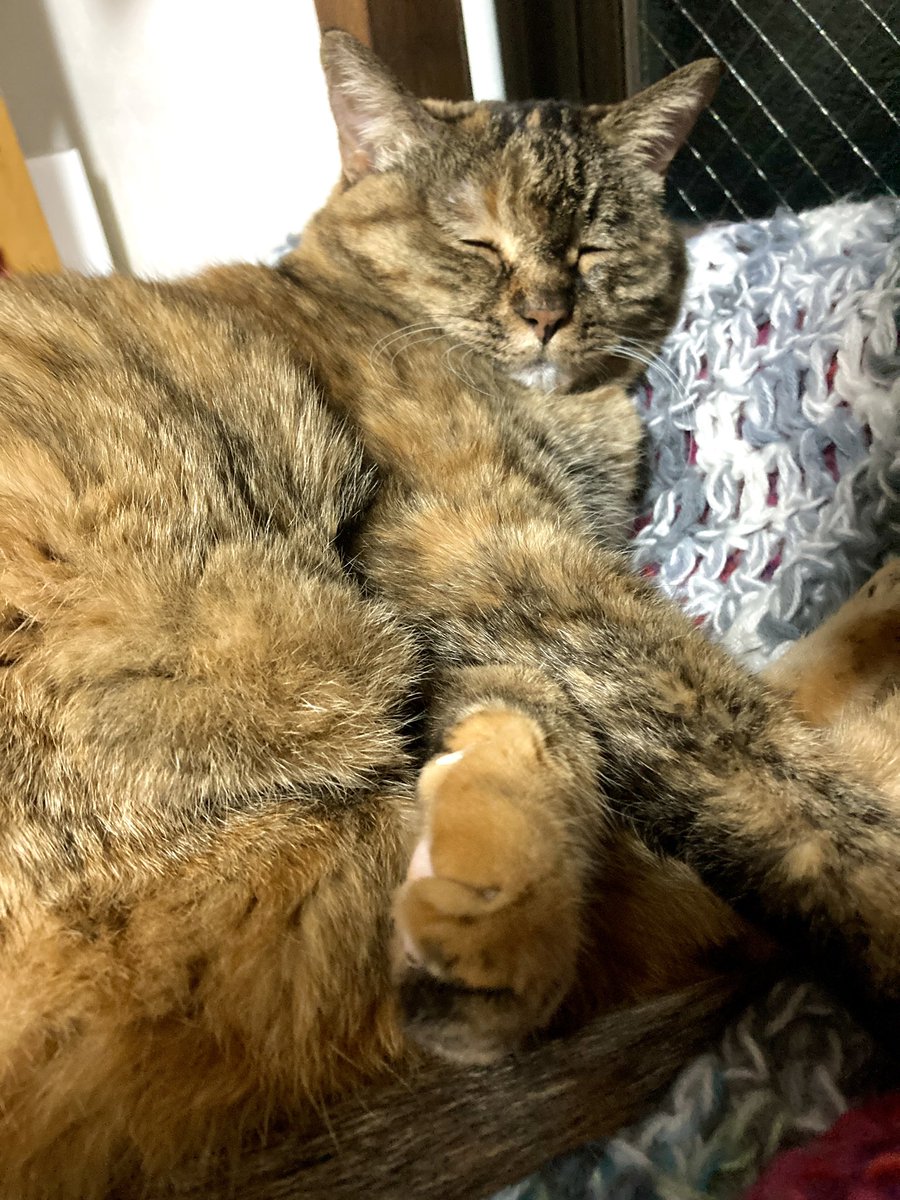 電気膝掛けしこまれてほかほぬととのった猫の顔