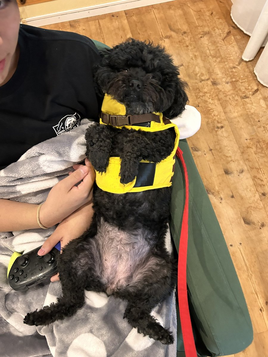 y__chan117's tweet image. おさんぽは勘弁してくだちゃい🐶🐾

#今日のわんこ
#トイプードル
#トイプー
#でかぷー