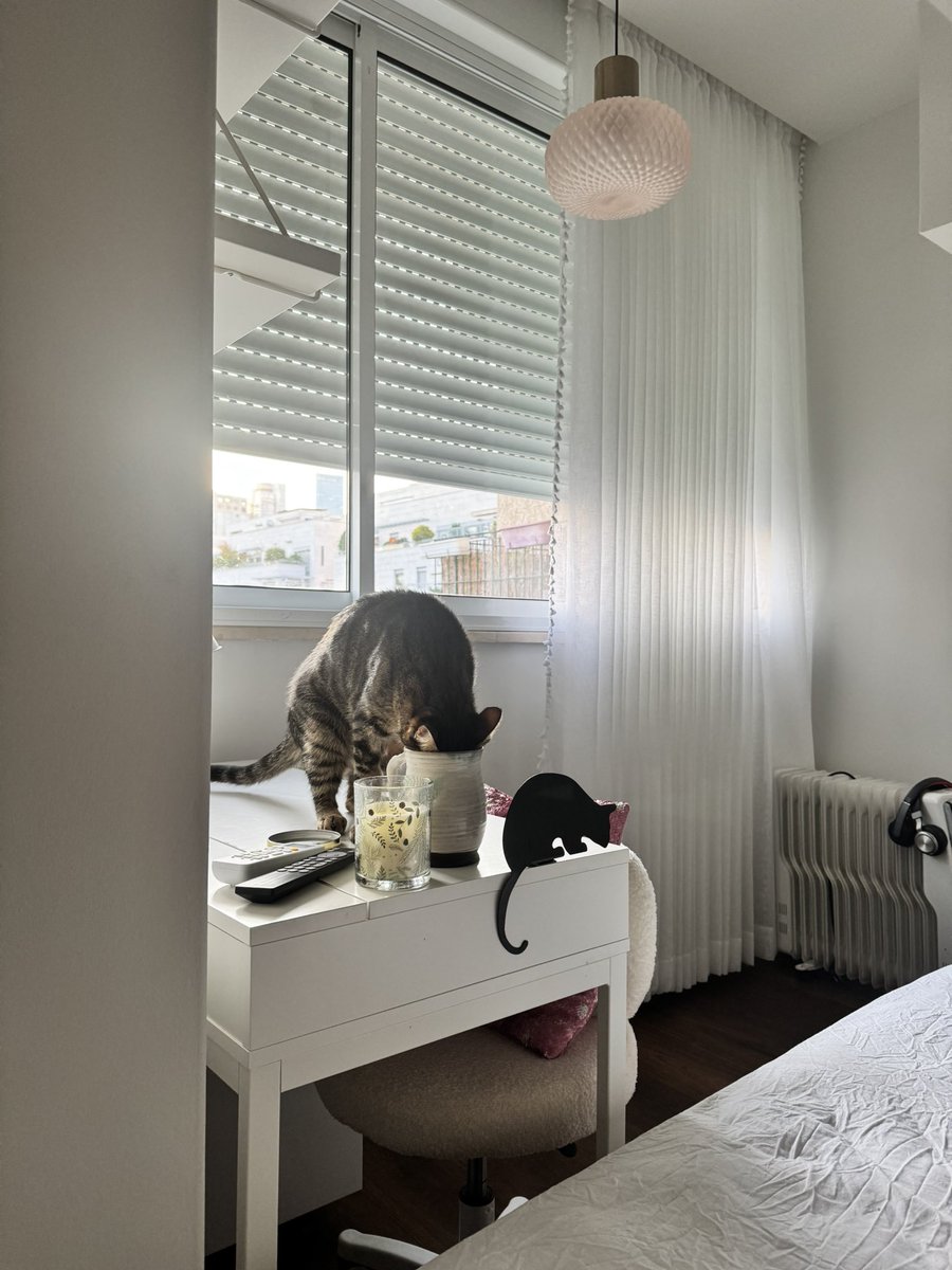 sarithecht's tweet image. צלמי חתול אמיתי טיפשון וחתול לא-אמיתי, גם טיפשון, ואל תגלי להם מי זה מי  

#להחמיד_את_הפיד