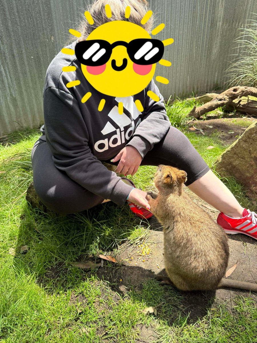 mariskaypeter's tweet image. I met a quokka in real life today. It’s a bucket list ticked off 🥹🥹🥹🥹