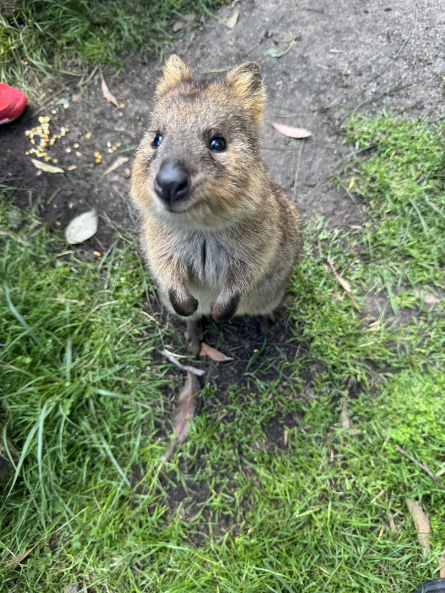 mariskaypeter's tweet image. I met a quokka in real life today. It’s a bucket list ticked off 🥹🥹🥹🥹