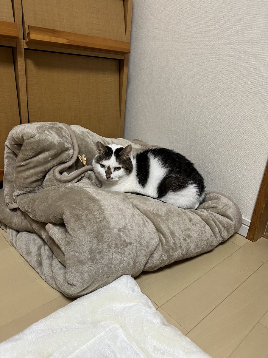 アニャンダ(アマンダ)お嬢様と呼ばれて2023