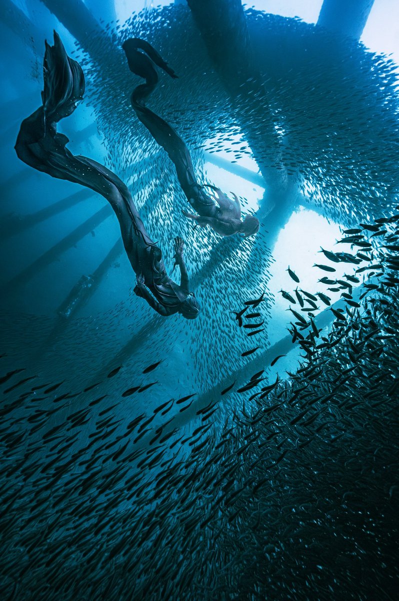 今年も海へ行って参りました🧜‍♂
#たことうつぼのくんれんこう

天候海況に恵まれて凄く幻想的な場所で泳ぐことができました✨
小魚を蹴散らすウツボの図🐬🦈
また来年も行けますように…！

🦈<a href="/sleepy_kotoki/">コトキ</a> 
📷reorca りょうさん