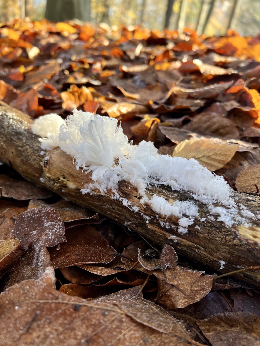 Emmetjes's tweet image. De #wandeltweet van vandaag ☀️
#Paleispark #Apeldoorn #ijshaar